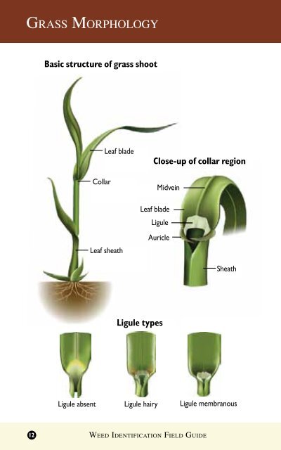 grass & grass-lIke Weeds - The Iowa Soybean Association