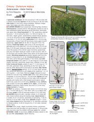 Chicory Cichorium intybus Asteraceae—Aster ... - Nature Manitoba