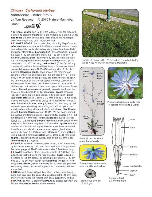 Chicory Cichorium intybus Asteraceae—Aster ... - Nature Manitoba