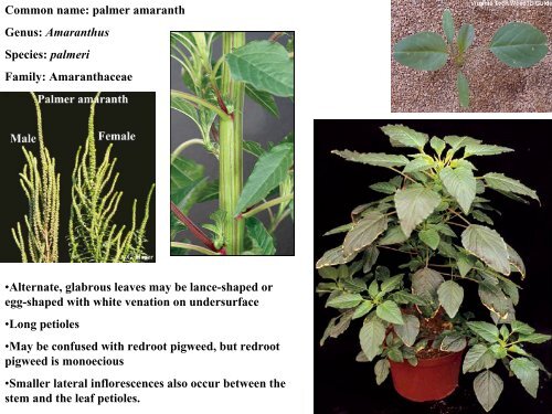 Common name: palmer amaranth Genus: Amaranthus Species ...