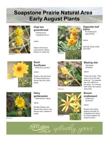 Early August wildflower identification sheet