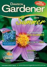 DAWSON FOR SUMMER - Dawson's Garden World