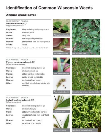 IPM Crop Scouting Weed Guide - PDF