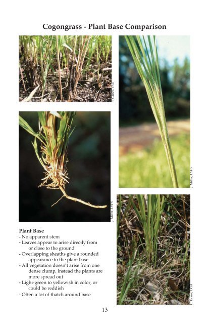 Field Guide to the Identification of Cogongrass - Georgia Forestry ...