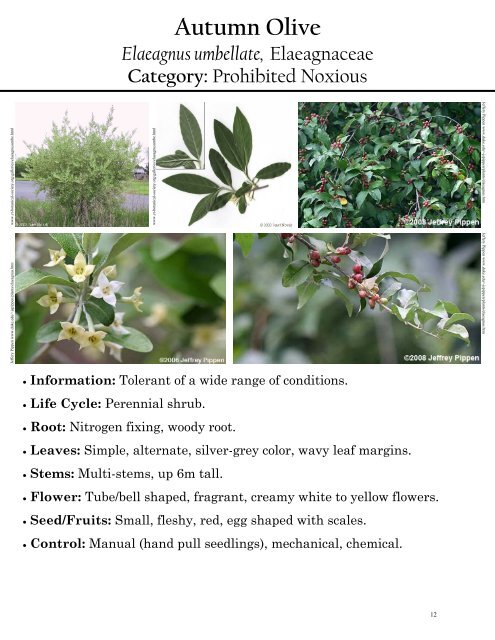 Alberta Invasive Plant Identification Guide