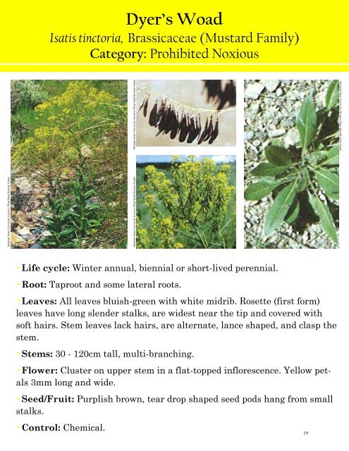 Alberta Invasive Plant Identification Guide