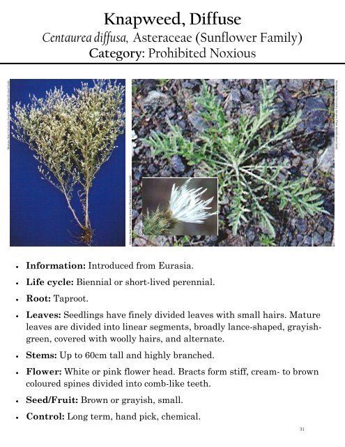 Alberta Invasive Plant Identification Guide