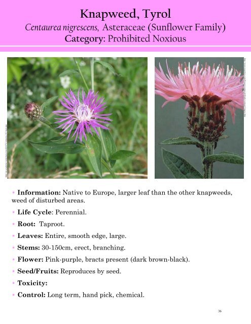 Alberta Invasive Plant Identification Guide