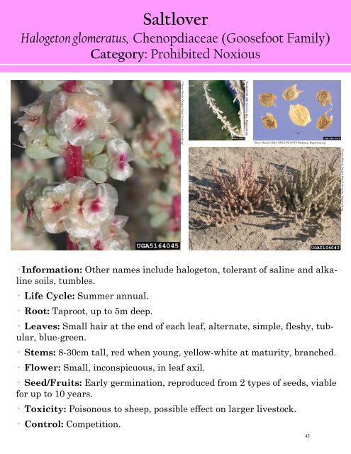 Alberta Invasive Plant Identification Guide