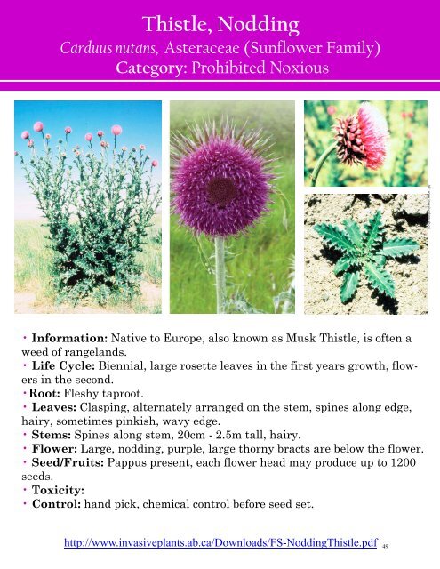 Alberta Invasive Plant Identification Guide