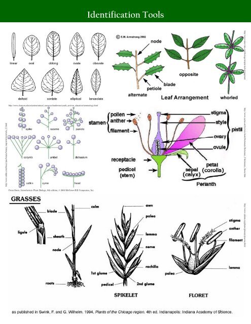 Alberta Invasive Plant Identification Guide