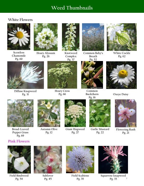 Alberta Invasive Plant Identification Guide