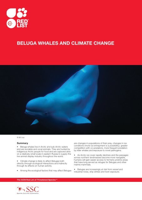 Beluga WhaleS and Climate Change - IUCN