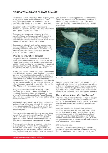 Beluga WhaleS and Climate Change - IUCN