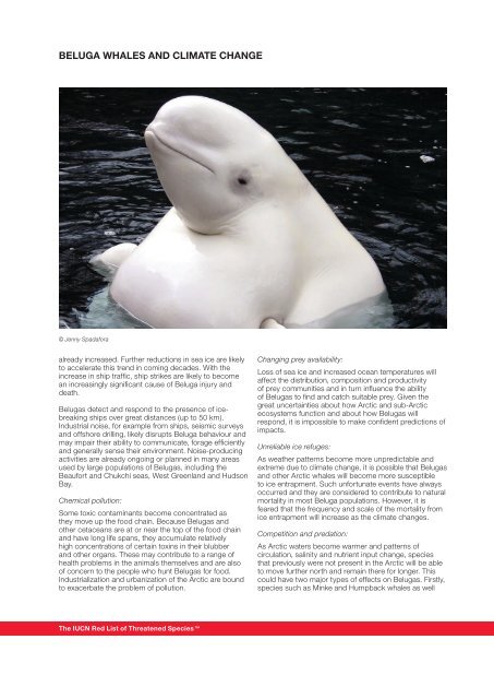 Beluga WhaleS and Climate Change - IUCN