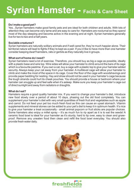 Syrian Hamster - Facts & Care Sheet - Freshfields Animal Rescue