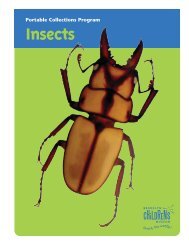 Insects - Brooklyn Children's Museum