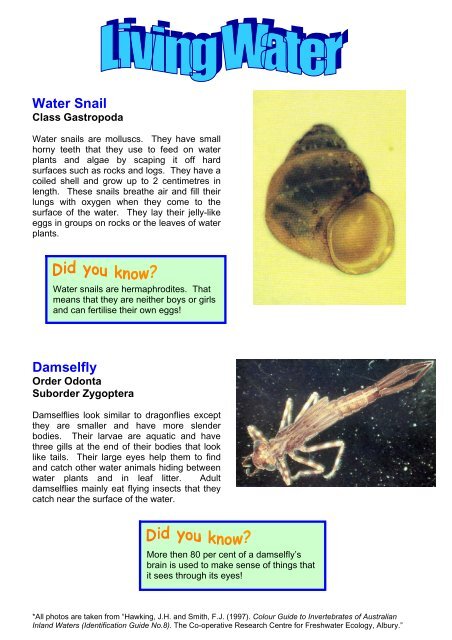 Water Snail Damselfly - La Trobe University