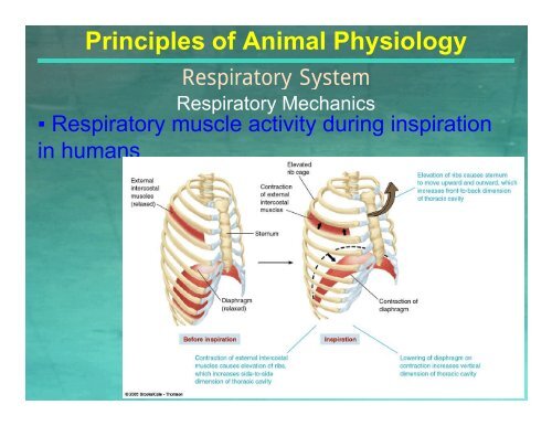 Principles of Animal Physiology