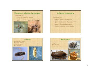 Heteroptera--Infraorder Gerromorpha Infraorder Nepomorpha