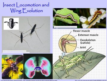 Insect Locomotion and Wing Evolution