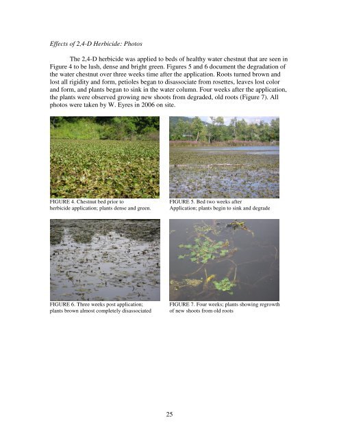 Water Chestnut (Trapa natans L.) Infestation in the ... - SUNY Oneonta