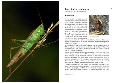 Terrestrial invertebrates - Udine Cultura