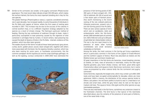 Terrestrial invertebrates - Udine Cultura