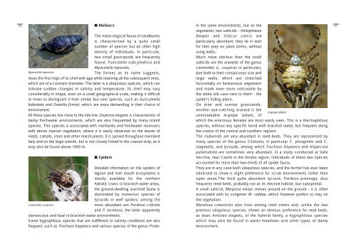 Terrestrial invertebrates - Udine Cultura