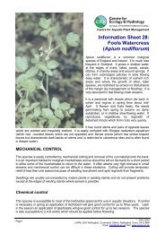 Information Sheet 28: Fools Watercress (Apium nodiflorum)