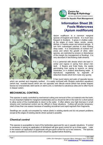 Information Sheet 28: Fools Watercress (Apium nodiflorum)