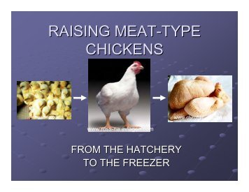 [PDF] Raising meat-type chickens