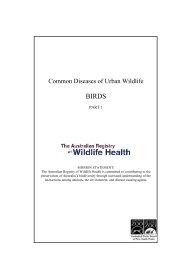 Common Diseases of Urban Wildlife: BIRDS - Australian Registry of ...