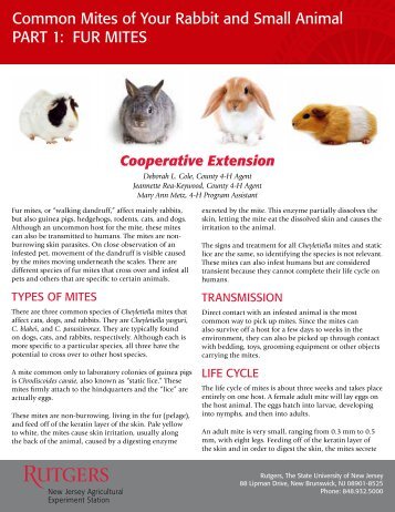 Common Mites of Your Rabbit and Small Animal - cumberland ...