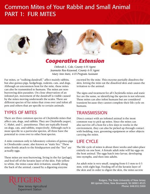 Common Mites of Your Rabbit and Small Animal - cumberland ...