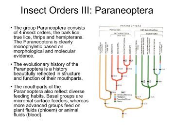 Insect Orders III: Hemipteroidea - Biology Courses Server