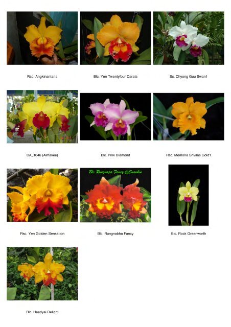 Flowering Orchids Update September 14, 2012 - Kultana Orchids