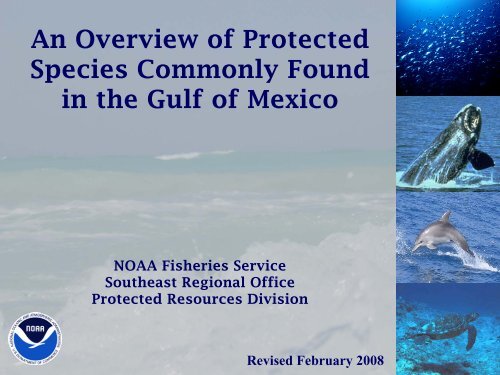Protected Species in the Gulf of Mexico - NMFS' Southeast Region ...