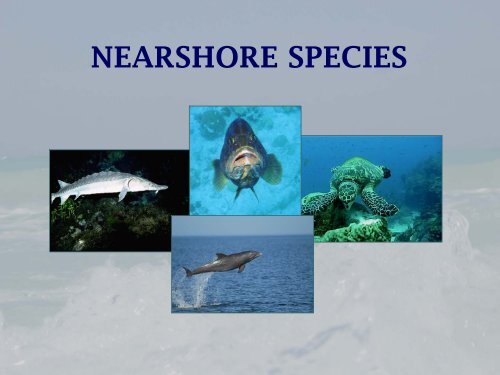 Protected Species in the Gulf of Mexico - NMFS' Southeast Region ...