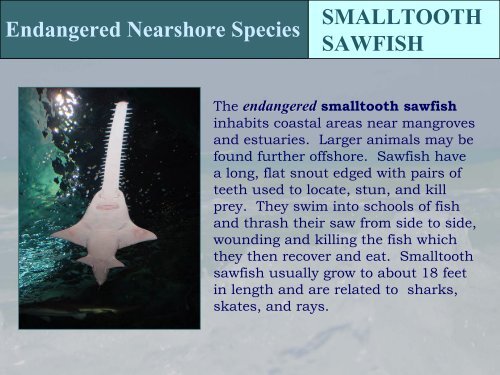 Protected Species in the Gulf of Mexico - NMFS' Southeast Region ...