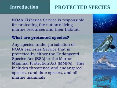 Protected Species in the Gulf of Mexico - NMFS' Southeast Region ...