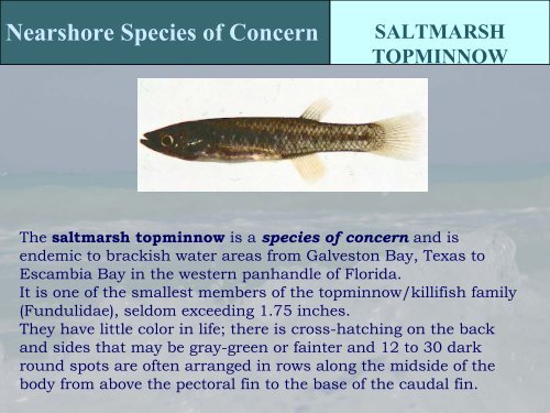 Protected Species in the Gulf of Mexico - NMFS' Southeast Region ...