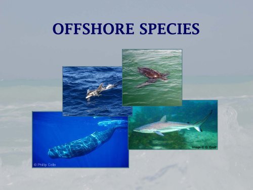 Protected Species in the Gulf of Mexico - NMFS' Southeast Region ...