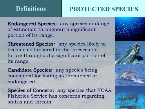 Protected Species in the Gulf of Mexico - NMFS' Southeast Region ...