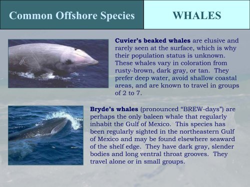 Protected Species in the Gulf of Mexico - NMFS' Southeast Region ...