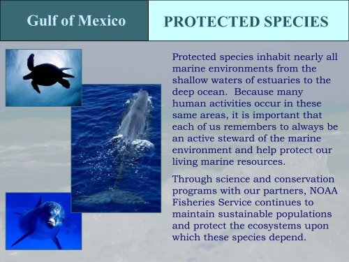 Protected Species in the Gulf of Mexico - NMFS' Southeast Region ...