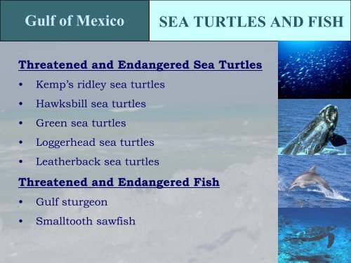 Protected Species in the Gulf of Mexico - NMFS' Southeast Region ...