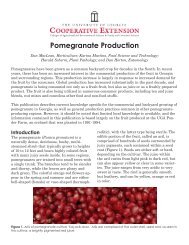 Pomegranate Production - UGA College of Agricultural and ...