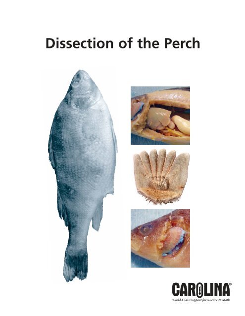 Perch Dissection Lab Worksheet Elcacerolazo perch-dissection-lab-worksheet-elcacerolazo