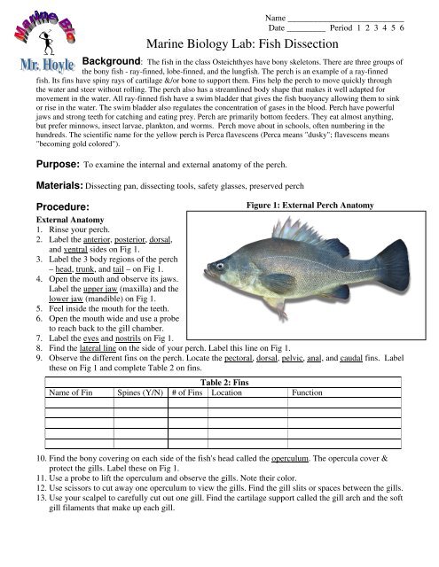 Marine Biology Lab: Fish Dissection